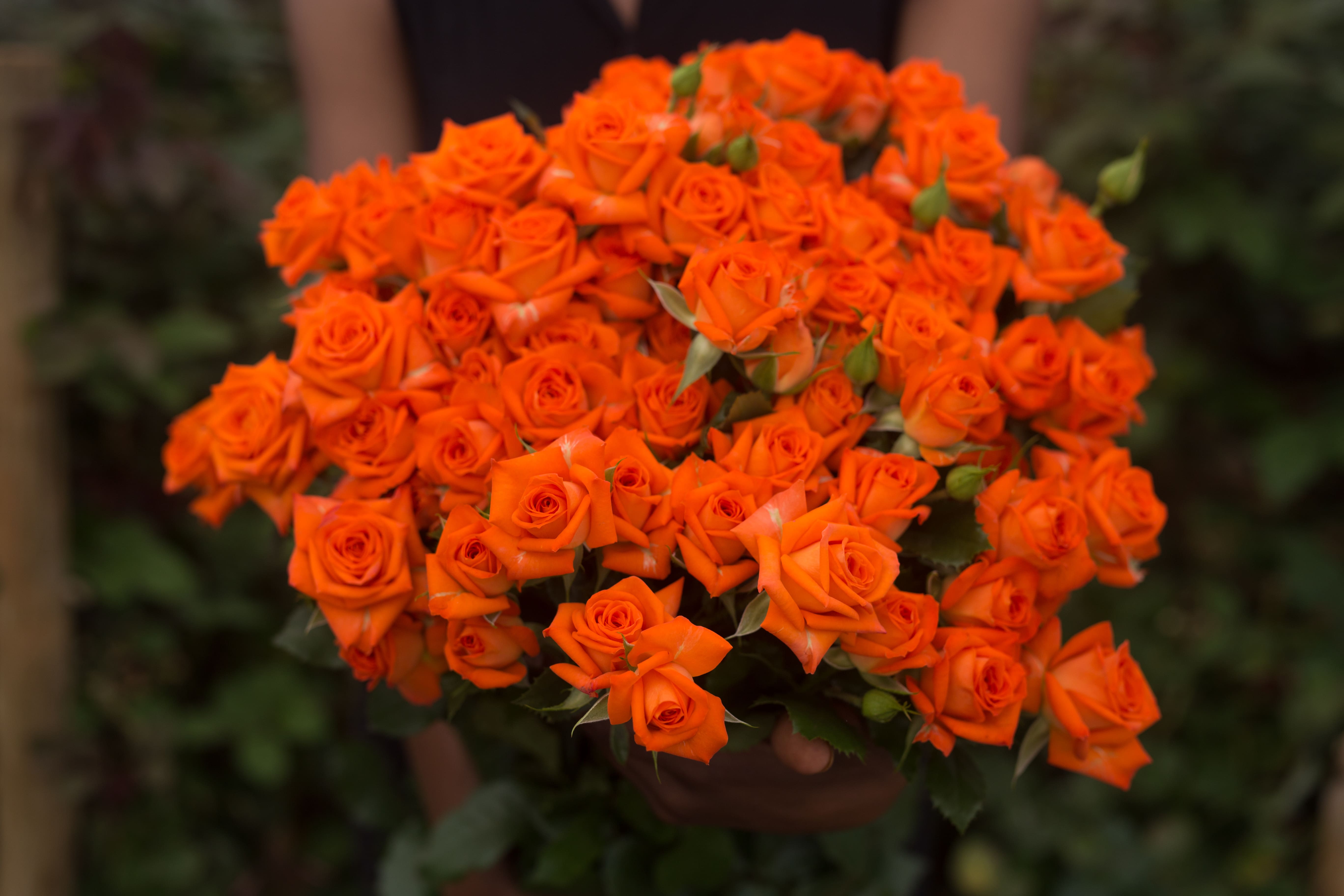 ROSE BR. FELLINI 90